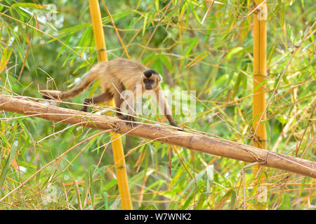 Azara della scimmia cappuccino (Sapajus cay) in esecuzione il Cerrado, Mato Grosso Membro, Western Brasile Foto Stock