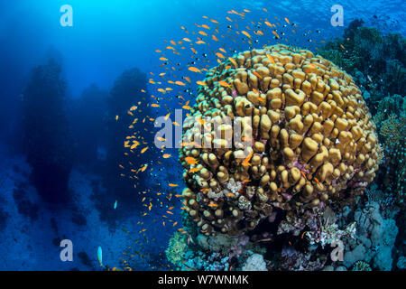 Scuola di Scalefin Anthias (Pseduanthias squamipinnis) attorno alla testa di corallo nel Mare Rosso. Umm Aruk Reef, St Johns Wood, St Johns Reef, Egitto. Mar Rosso Foto Stock