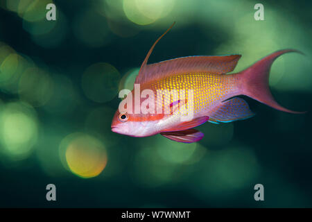 Ritratto di Scalefin maschio anthias (Pseudanthias squamipinnis) nuoto in acque aperte al di sopra di barriera corallina, con effetto bokeh di fondo in acqua dal tramonto. Le alternative, Sinai, Egitto. Il golfo di Aqaba, Mar Rosso. Foto Stock