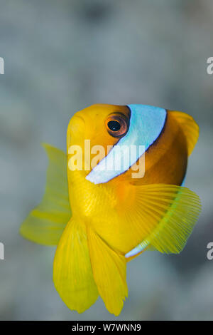 Ritratto di mare Rosso (anemonefish Amphiprion bicinctus) Ras Umm Sid, Sharm El Sheikh, Sinai, Egitto. Il golfo di Aqaba Foto Stock