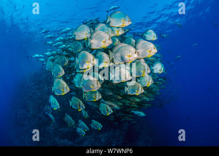 Scuola di Batfish (Platax orbicularis) nella parte anteriore del Bohar lutiani (Lutjanus bohar) come il muro a Shark Reef, Ras Mohammed Parco Marino, Sinai, Egitto. Mar Rosso. Foto Stock