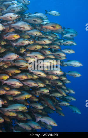 Scuola di grandi Bohar lutiani (Lutjanus bohar) riuniti in aggregazione riproduttiva off di Ras Mohammed, Sinai, Egitto. Mar Rosso. Foto Stock