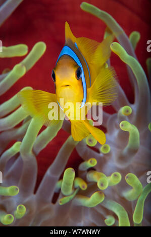 Mar Rosso (anemonefish Amphiprion bicinctus) nella parte anteriore del magnifico anemone marittimo. Città del anemone, Ras Mohammed Parco Marino, Sinai, Egitto. Il golfo di Aqaba, Mar Rosso. Foto Stock