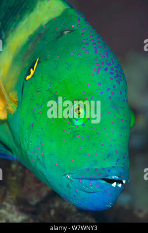 Ritratto di faccia del maschio wrasse Broomtail (Cheilinus lunulatus) Sharm El Sheikh, Sinai, Egitto. Il golfo di Aqaba, Mar Rosso. Foto Stock