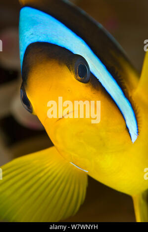 Ritratto di due band (anemonefish Amphiprion bicinctus), endemica del Mar Rosso. Sharm El Sheikh, Sinai, Egitto. Il golfo di Aqaba, Mar Rosso. Foto Stock