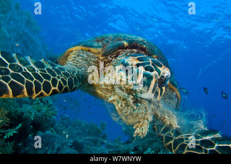 Tartaruga embricata (Eretmochelys imbricata) alimentazione su coralli molli. Ras Mohammed Parco Marino, Sinai, Egitto. Mar Rosso. Foto Stock