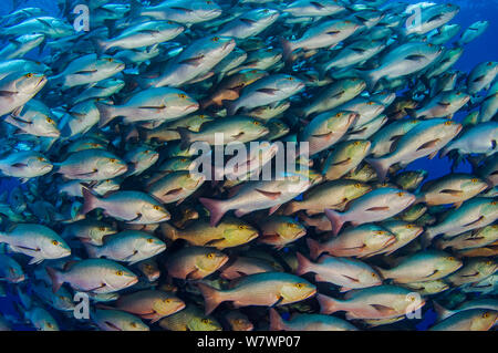 Grande scuola di Bohar lutiani (Lutjanus bohar) che hanno raccolto in estate nel Mar Rosso per la deposizione delle uova. Ogni pesce è tra 60 e 80cm. Shark Reef, Ras Mohammed Parco Marino, Sinai, Egitto. Mar Rosso. Foto Stock