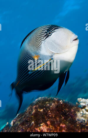 Sohal surgeonfish (Acanthurus sohal) nuoto su pezzo di relitto a difendere il proprio territorio, relitto di Kingston, Shag Rock, Egitto. Stretto di Gubal, Mar Rosso. Foto Stock