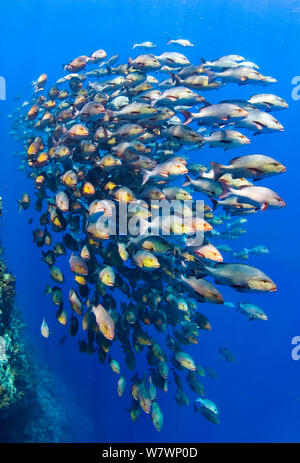 Scuola di Bohar lutiani (Lutjanus bohar), lo spostamento lungo la superficie della barriera corallina. Questi pesci sono fino a 80cm in lunghezza e normalmente solitari, ma hanno raccolto in estate in zone di deposizione delle uova di aggregazione. Shark Reef, Ras Mohammed Parco Marino, Sinai, Egitto. Mar Rosso. Foto Stock