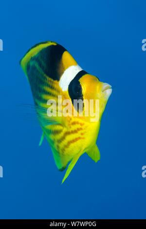 Ritratto di Mare Rosso racoon butterflyfish (Chaetodon fasciatus) nuoto sulla barriera corallina. Ras Um Sid, Sinai, Egitto. Il golfo di Aqaba, Mar Rosso. Foto Stock