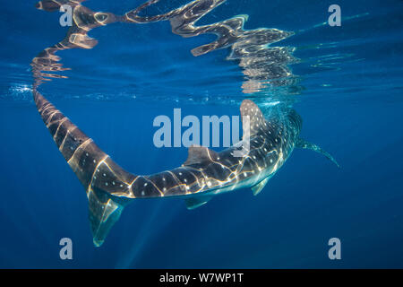 Ritratto di squalo balena (Rhincodon typus) in corrispondenza della superficie. Isla Mujeres, Quintana Roo, Penisola dello Yucatan, Messico. Mar dei Caraibi. Foto Stock