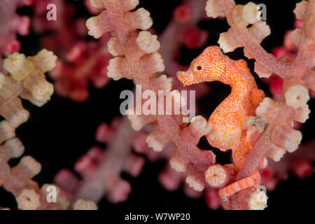 Tiny (10mm) cavalluccio marino pigmeo (Hippocampus denise) rifugiandosi nella seafan. Questo è un colore insolito tipo di denise cavalluccio marino pigmeo e probabilmente è maschio. Bitung, Nord Sulawesi, Indonesia. Lembeh strait Molucca Sea. Foto Stock