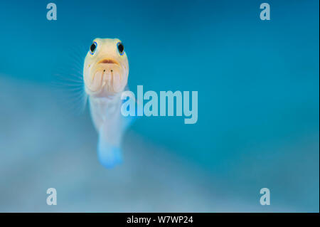 Ritratto di giallo-guidato jawfish (Opistognathus aurifrons) in bilico a metà acqua sopra la sua tana. East End, Grand Cayman, Isole Cayman, British West Indies. Mar dei Caraibi. Foto Stock