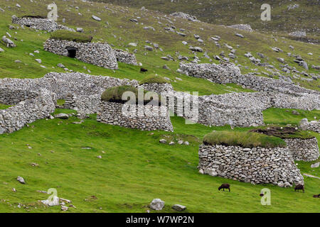 Pecore Soay (Ovis aries) alimentazione tra le bitte e pareti di pietra sull'isola principale di Hirta. St Kilda, Ebridi Esterne, Scozia. Giugno. Foto Stock