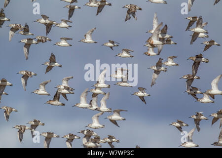 Wrybill (Anarhynchus frontalis) gregge in volo al loro luogo di svernamento, poco dopo essere arrivati alla fine della stagione della riproduzione. Miranda, Auckland, Nuova Zelanda, febbraio. Le specie vulnerabili. Foto Stock