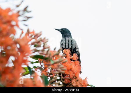 Maschio adulto Starling (Sturnus vulgaris) nel piumaggio fresco alimentare tra i fiori di fioritura Eucalpyt. Palmerston North, Manawatu Affitto, Nuova Zelanda, febbraio. Specie introdotto in Nuova Zelanda. Foto Stock