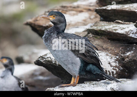 Adulto Pitt Isola Shag (Phalacrocorax featherstoni) in non-piumaggio di allevamento, sono ' appollaiati su una roccia nei pressi della colonia. Matarakau, Isole Chatham, Nuova Zelanda, Aprile. Specie in via di estinzione. Foto Stock