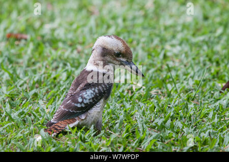 Maschio adulto di ridere kookaburra (Dacelo novaeguineae) foraggio sul terreno tra erba corta. Kingfisher Park, Queensland, Australia. Aprile. Foto Stock