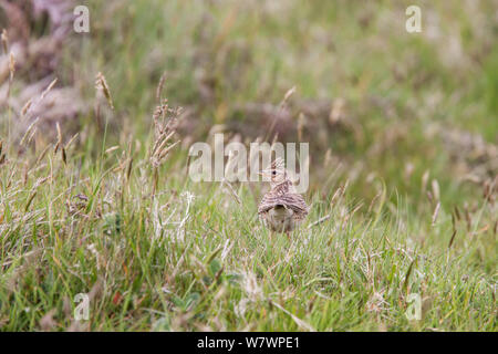 Adulto skylark eurasiatica (Alauda arvense) Appollaiato tra erba corta, con la cresta rialzata leggermente. Punto Wooltack, Pembrokeshire, Regno Unito. Maggio. Foto Stock