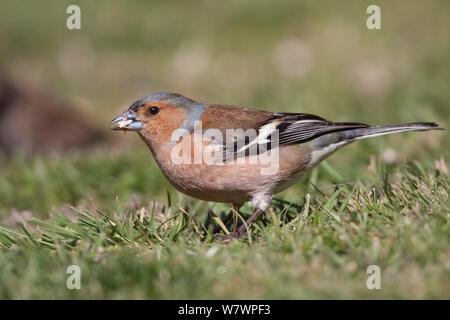 Maschio adulto comune (fringuello Fringilla coelebs) in allevamento fresco piumaggio, alimentando sulle sementi tra erba corta. Havelock North, Hawkes Bay, Nuova Zelanda, Settembre. Specie introdotto in Nuova Zelanda. Foto Stock