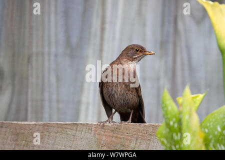 Femmina immaturi merlo eurasiatica (Turdus merula) arroccato su di una recinzione. Havelock North, Hawkes Bay, Nuova Zelanda, Novembre. Specie introdotto in Nuova Zelanda. Foto Stock