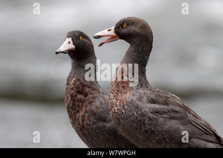 Coppia di adulto anatra blu (Hymenolaimus malacorhynchos hymenolaimus) arroccata su una roccia all'interno di un veloce che scorre il fiume, primo piano. La femmina è anteriore destro, maschio a sinistra. Dominio Ruatiti, Maunganui-o-teao River, Nuova Zelanda, Dicembre. Specie in via di estinzione. Foto Stock