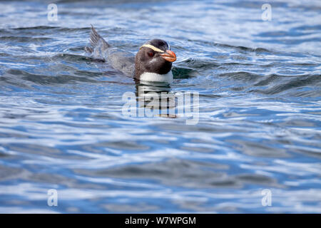 Fiordland pinguino crestato (Eudyptes pachyrhynchus) nuoto in mare. Off Isola Stewart, Nuova Zelanda, Dicembre. Le specie vulnerabili. Foto Stock