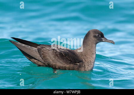 Fresh plumaged fuligginosa shearwater (Puffinus griseus) in appoggio sull'acqua. Kaikoura, Canterbury, Nuova Zelanda, Ottobre. Foto Stock