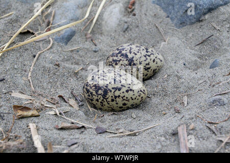 Isola del Sud (oystercatcher Haematopus finschi) nido contenente due uova. Questo è il nido di una delle poche coppie di questa specie che nidifica su alvei intrecciato nell'Isola del nord, come il nome suggerisce che essi normalmente nidificano nel sud dell'isola. Fiume Tutaekuri, Hawkes Bay, Nuova Zelanda, Foto Stock