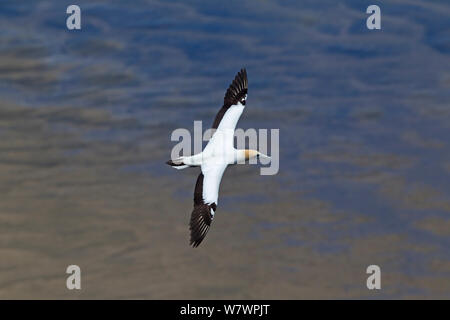 Australasian gannett (Morus serrator) in volo contro il mare, nei pressi della colonia di allevamento. Muriwai, Auckland, Nuova Zelanda, Novembre. Foto Stock