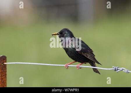 Maschio adulto di starling comune (Sturnus vulgaris) nel piumaggio usurati, appollaiato su un recinto con il cibo nel suo disegno di legge pronto per alimentare i suoi pulcini. Iona, Ebridi Interne, Scozia. Maggio. Foto Stock