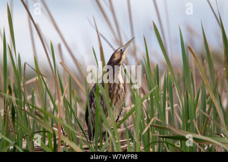 Immaturo Australasian Tarabuso (Botaurus poiciloptilus) moulting dal piumaggio giovanile, nascosto tra i canneti. Lago Hatuma, Hawkes Bay, Nuova Zelanda, Settembre. Specie in via di estinzione. Foto Stock