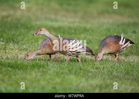 Tre sibilo piumati anatre (Dendrocygna eytoni) alimentazione tra erba corta. Taradale, Hawkes Bay, Nuova Zelanda, Settembre. Foto Stock