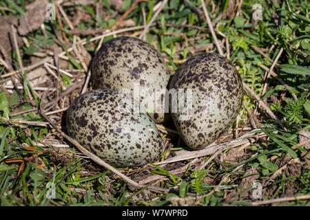 Nido di una mascherata pavoncella Vanellus (miglia) con tre uova. Stazione di Smedley, Hawkes Bay, Nuova Zelanda, Settembre. Foto Stock