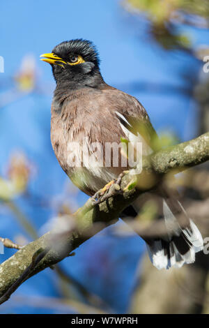 Adulto myna comune (Acridotheres tristis) Nel piumaggio fresco, appollaiato tra i rami di un albero. Havelock North, Hawkes Bay, Nuova Zelanda, Settembre. Specie introdotto in Nuova Zelanda. Foto Stock