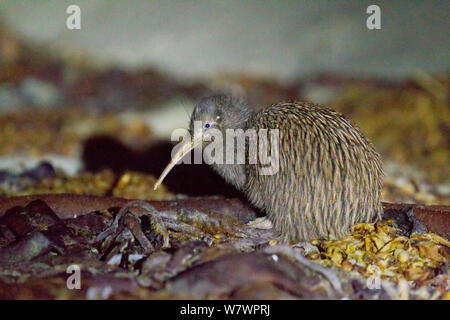 Adulto maschio marrone meridionale kiwi (Apteryx australis) alimentazione tra kelp su di una spiaggia di sabbia. Ocean Beach, l'isola di Stewart, Nuova Zelanda, Novembre. Le specie vulnerabili. Foto Stock