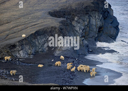 Orso polare (Ursus maritimus) gruppo sulla spiaggia con carcassa tricheco, Wrangel Island, Far Eastern Russia, Settembre. Foto Stock