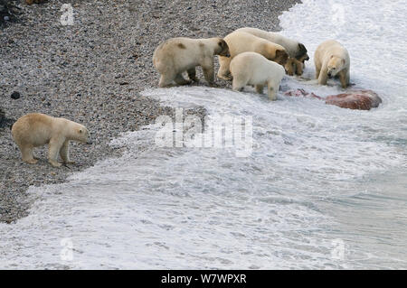 Orso polare (Ursus maritimus) alimentazione sulla carcassa in spiaggia, Wrangel Island, Far Eastern Russia, Settembre. Foto Stock