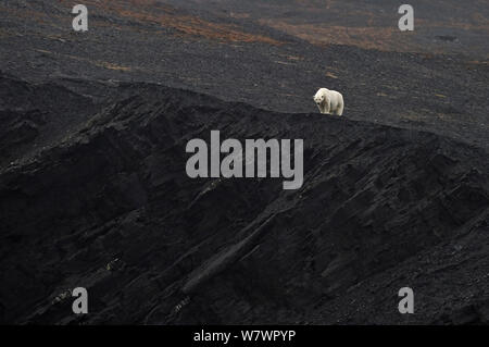 Orso polare (Ursus marinus) in distanza, su scogliere, Wrangel Island, Far Eastern Russia, Settembre. Foto Stock