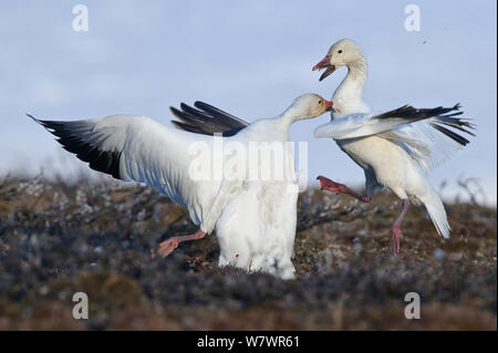 Le oche delle nevi (Chen caerulescens caerulescens) combattimenti, Wrangel Island, Far Eastern Russia, Giugno. Foto Stock