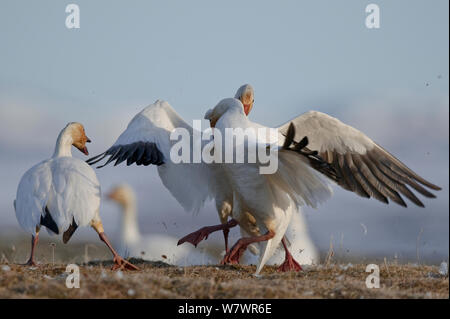 Le oche delle nevi (Chen caerulescens caerulescens) combattimenti, Wrangel Island, Far Eastern Russia, Giugno. Foto Stock