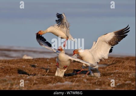 Le oche delle nevi (Chen caerulescens caerulescens) combattimenti, Wrangel Island, Far Eastern Russia, Giugno. Foto Stock