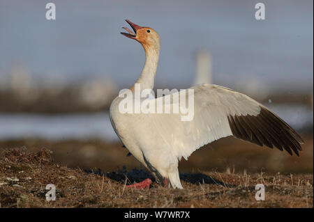Le oche delle nevi (Chen caerulescens caerulescens) Visualizzazione, Wrangel Island, Far Eastern Russia, maggio. Foto Stock