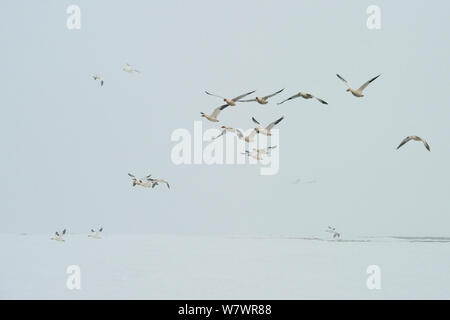 Le oche delle nevi (Chen caerulescens caerulescens) Wrangel Island, Far Eastern Russia, maggio. Foto Stock