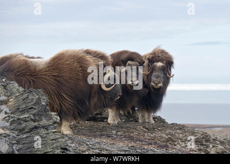 Musk ox (Ovibos moschatus) gruppo di tre, Wrangel Island, Far Eastern Russia, Settembre. Foto Stock