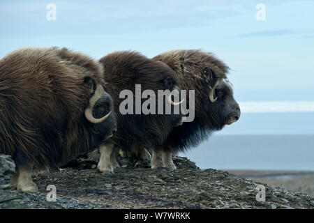 Musk ox (Ovibos moschatus) gruppo di tre, Wrangel Island, Far Eastern Russia, Settembre. Foto Stock