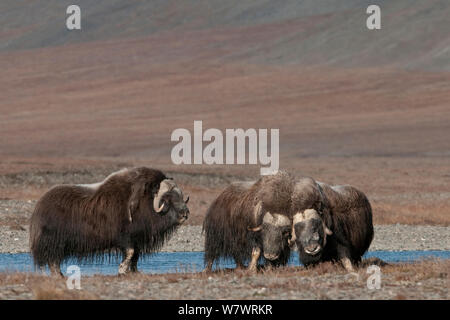 Musk ox (Ovibos moschatus) gruppo di tre, Wrangel Island, Far Eastern Russia, Settembre. Foto Stock