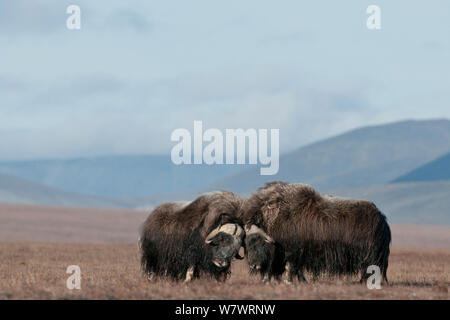 Musk ox (Ovibos moschatus) gruppo di tre in habitat, Wrangel Island, Far Eastern Russia, Settembre. Foto Stock