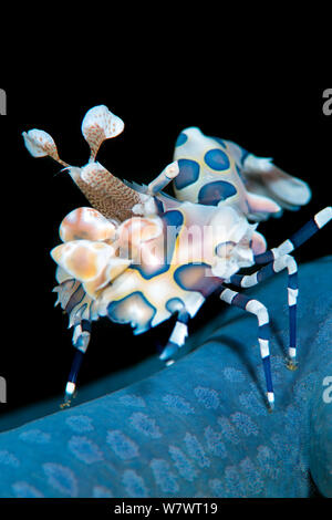 Arlecchino gamberetti (Hymenocera elegans) sul mare blu star. Questa specie di gamberi si nutre di stelle marine, girandole capovolto e il loro mantenimento come vivere dispensa. Bitung, Nord Sulawesi, Indonesia. Lembeh strait Molucca Sea. Foto Stock