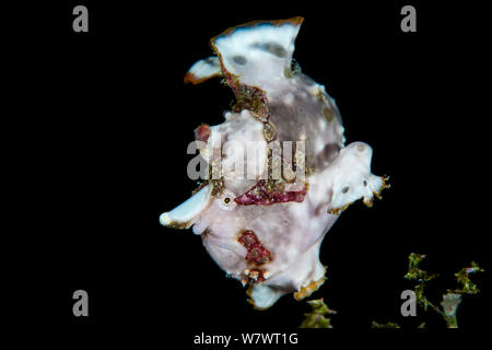 Rana pescatrice presenta verrucosa (Antennarius maculatus) nuoto sul fondale marino, da gulping in acqua, chiudendo poi la sua bocca e schizzare l'acqua fuori delle bocchette di ventilazione dalla sua pinne pelviche. Anilao, Batangas, Luzon, Filippine. Verde Isola passaggi, tropicali West Oceano Pacifico. Foto Stock